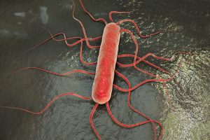 Listeria Monocytogenes Cause about 1,600 Illnesses Each Year in US