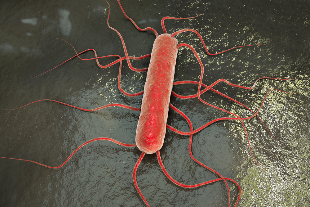 listeria-monocytogenes-cause-about-1-600-illnesses-each-year-in-us