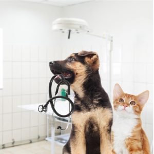 New Veterinary Health Products (VHP) Notification Program to replace Low-Risk Veterinary Health Products (LRVHP) Interim Notification Program in Canada
