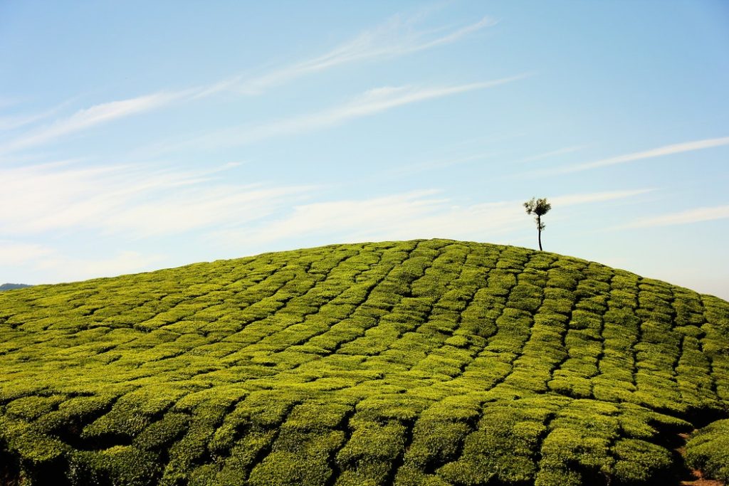 GTE Attestation Deadline Draws Near – Are Your Green Tea NHP’s Ready?