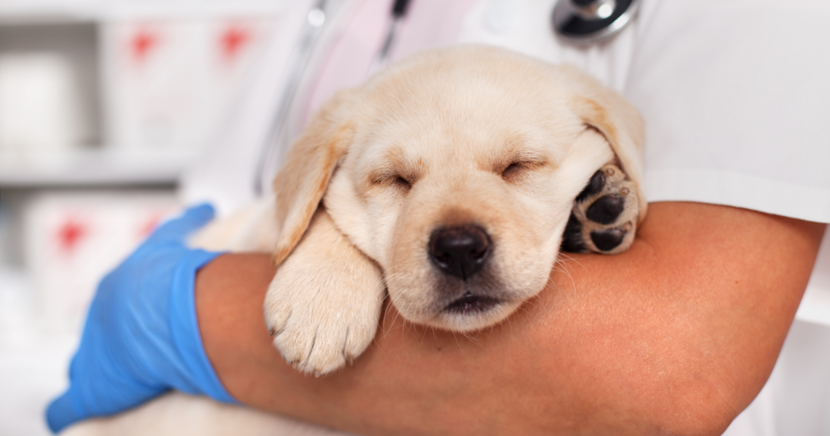 5 Factors to Determine if Your Product Should Be Classified as a Veterinary Health Product